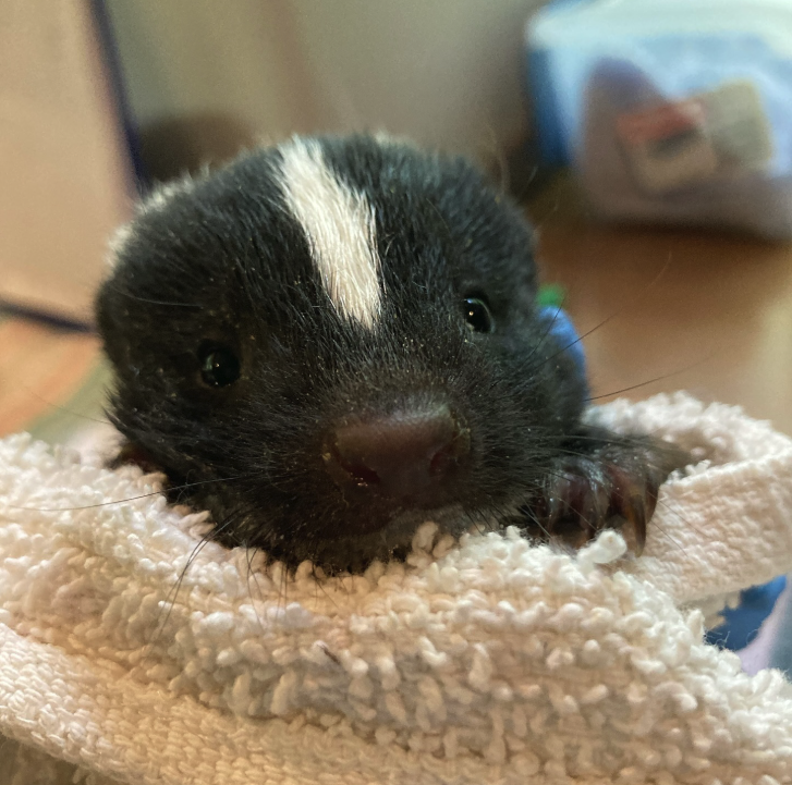 An orphaned baby skunk is bundled in a towel in the nursery at Rockfish Wildlife Sanctuary.